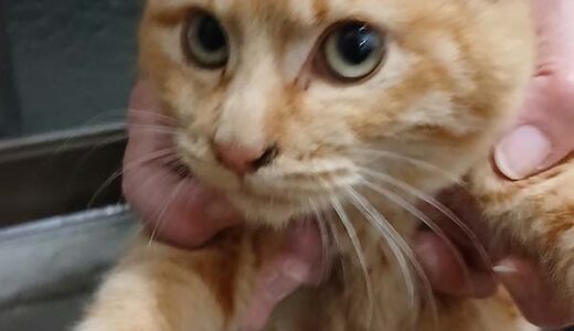 No.Ｃ2725　こてつくん　男子　募集中