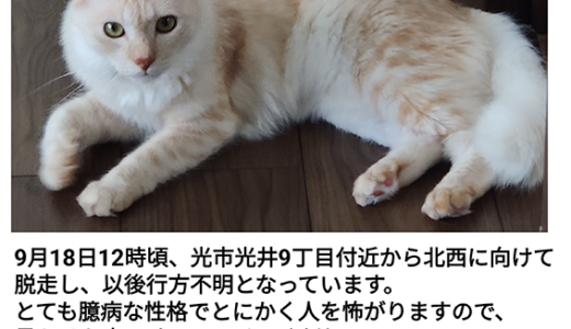 迷子猫さんがいます ( 光市光井9丁目 付近 ) →解決。無事にお家に戻りました。