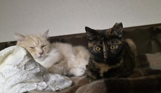 トワレちゃん、トラ吉くん