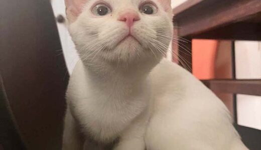 No.Ｃ2643　しろあんくん　男子　