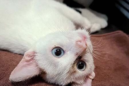 No.Ｃ2663　ラグ次郎くん　男子　募集中