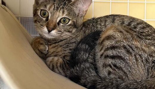 No.Ｃ2645　みよちゃん　女子　募集中