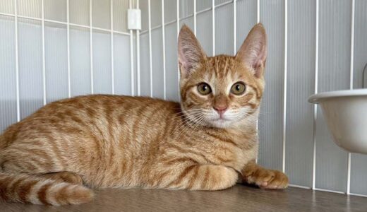 No.Ｃ2644　たくみくん　男子　募集中