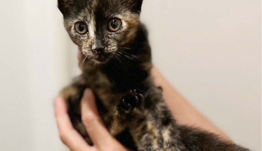 No.Ｃ2658　しじみちゃん　女子　募集中