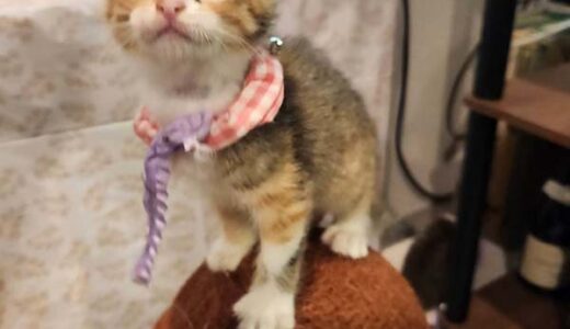 No.Ｃ2668　トリッシュちゃん　女子　