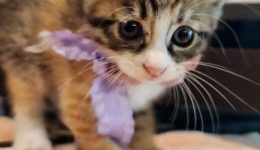 No.Ｃ2669　りさりさちゃん　女子　