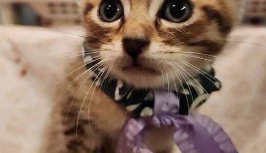 No.Ｃ2667　ナランチャくん　男子　