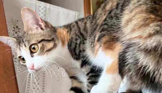 No.Ｃ2678　そらちゃん　女子　募集中