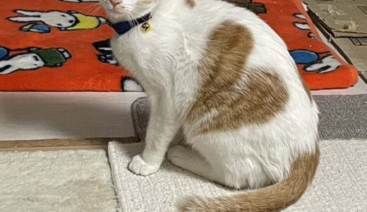 No.Ｃ2706　李ちゃん　女子　募集中