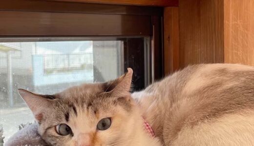 No.Ｃ2705　苺ちゃん　女子　募集中