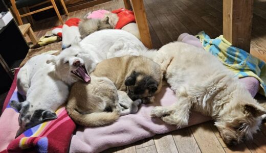 ふくちゃん、ゆきちゃん、しゅん君、南君、ライン君。預かりのリオちゃん