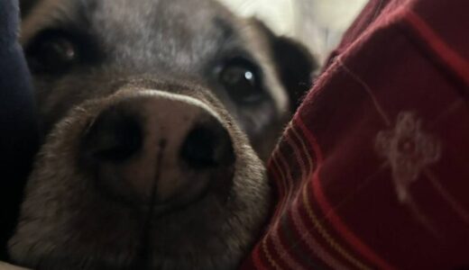 和夲(わと)くん