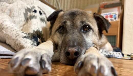 和夲(わと)くん