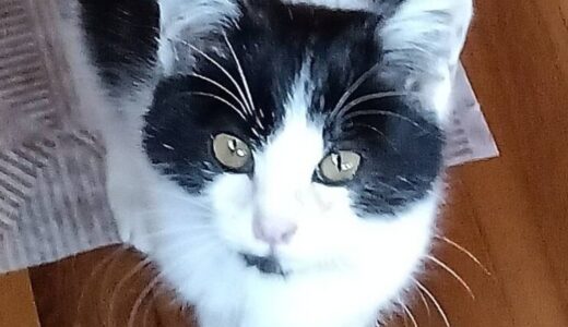 C2726　しゃち　君