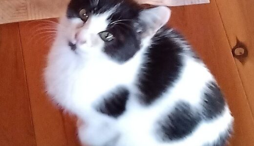 C2726　シャチくん　男子　募集中