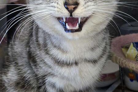 迷子猫さんがいます ( 下松市星が丘2丁目 付近 )