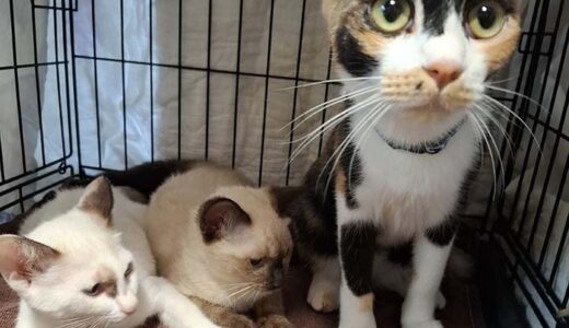 No.Ｃ2553　いちごちゃん　女子　募集中