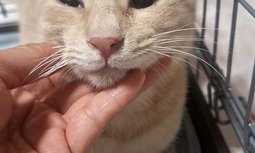 No.Ｃ2657　はまぐりくん　男子　募集中