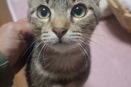 No.Ｃ2670　うり坊くん　男子　募集中