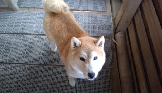 飼い主様お探しではありませんか？(光市島田)