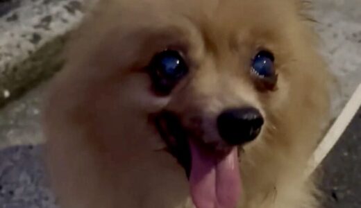 迷子のポメラニアンがいます