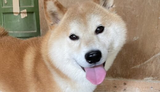 D979　スバルくん　柴犬　ご家族決定