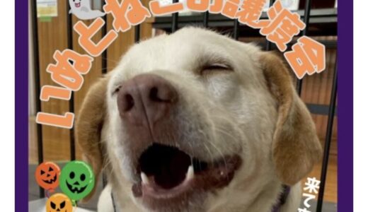 10月譲渡会 開催のお知らせ