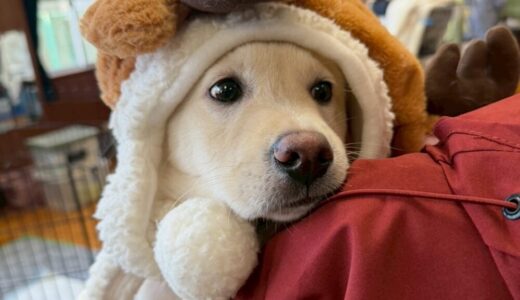 No.D982　ソルくん　男の子　トライアル中