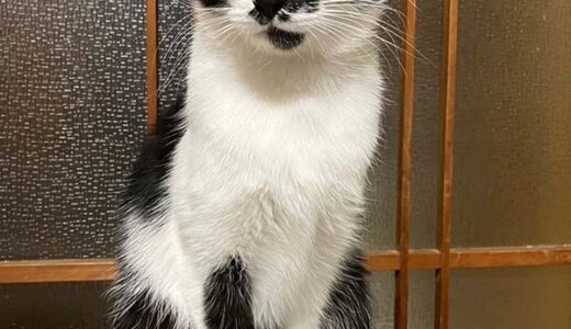 No.Ｃ2707　マミちゃん　女子　募集中　