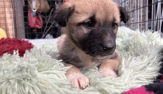 No.D985　ホワイトちゃん　女の子　ご家族募集中