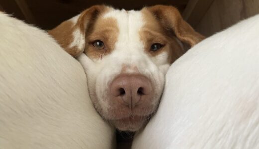 No.D969　ショコラちゃん　女の子　募集中