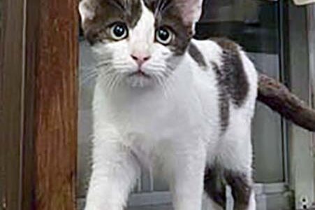 No.Ｃ2655　ちゃちゃちゃん　女子　