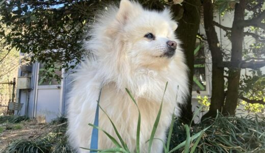 No.D868   ポメラニアン　チャオくん　募集中