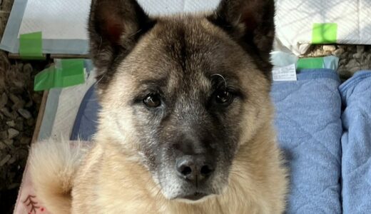 No.D983　空くん　男の子　募集停止中