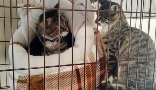 サラちゃん、シーラちゃん