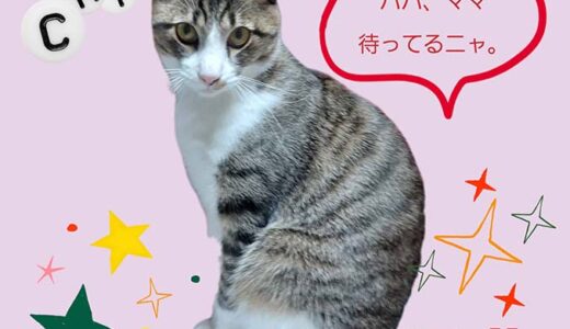 No.Ｃ2639　 チビくん　男子　募集中