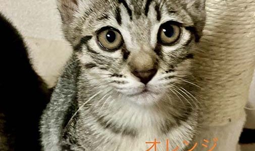 No.Ｃ2634　 オレンジくん　男子　