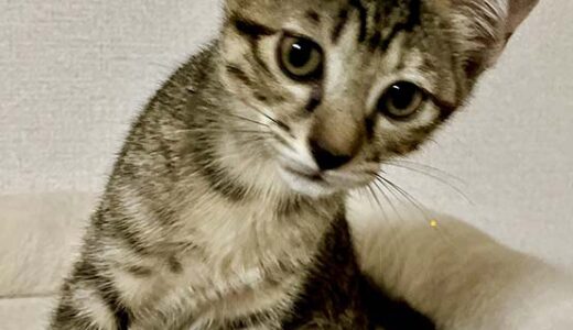 No.Ｃ2633　 ぴんくちゃん　女子　