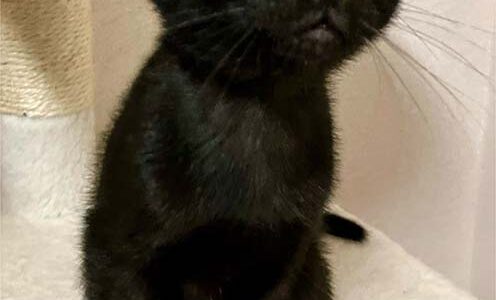 No.Ｃ2632　 きいろくん　男子　