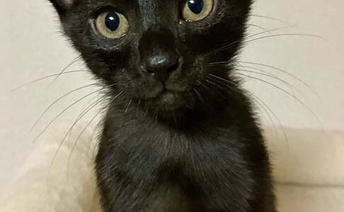 No.Ｃ2631　 あおくん　男子　