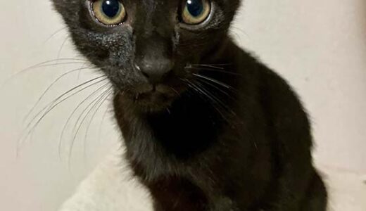 No.Ｃ2630　 みずいろくん　男子　