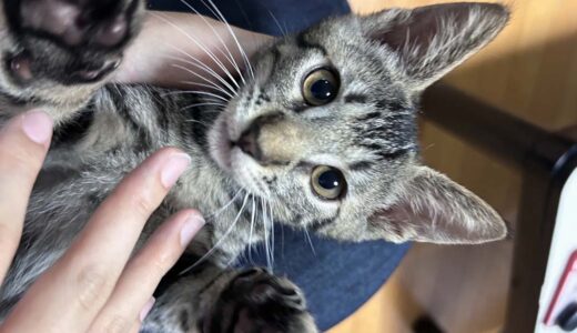 No.Ｃ2605　ネルくん　男子　