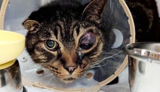 猫の飼い主様を探しています  ( 光市小周防 老人ホームおりづる 付近 ) →解決。飼い主様が見つかりました。