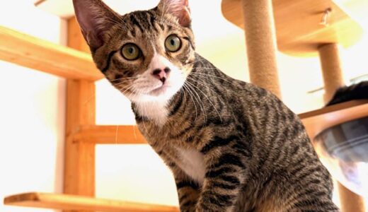 No.Ｃ2660　ガルくん　男子　募集中