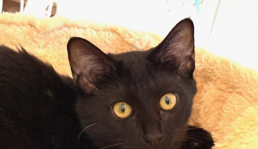 No.Ｃ2661　ヤンくん　男子　