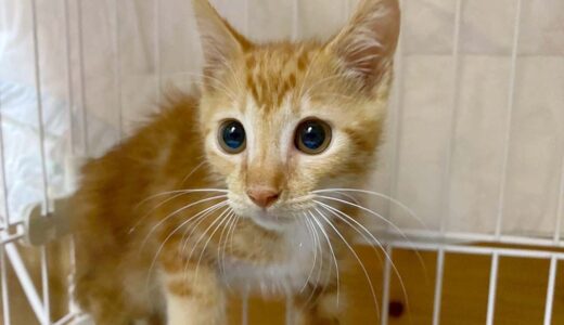 No.Ｃ2664　ムタくん　男子　