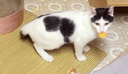 No.Ｃ2693　サファイアくん　男子　募集中