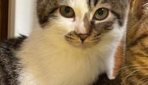 No.Ｃ2690　メレちゃん　女子　募集中