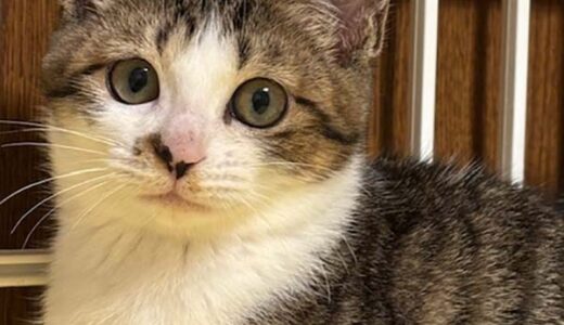 No.Ｃ2691　ミキちゃん　女子　募集中