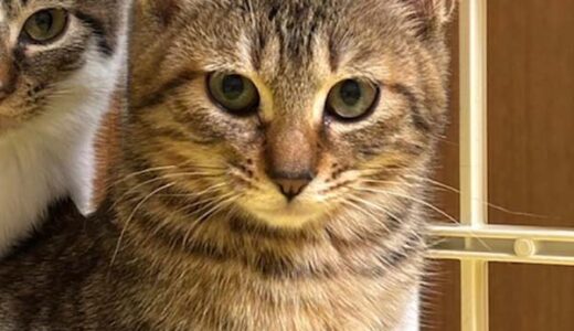 No.Ｃ2689　マノアちゃん　女子　募集中